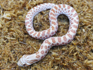 Heterodon nasicus. Serpiente hocico de cerdo_ Toffe _ Hembra ♀ – M24/29