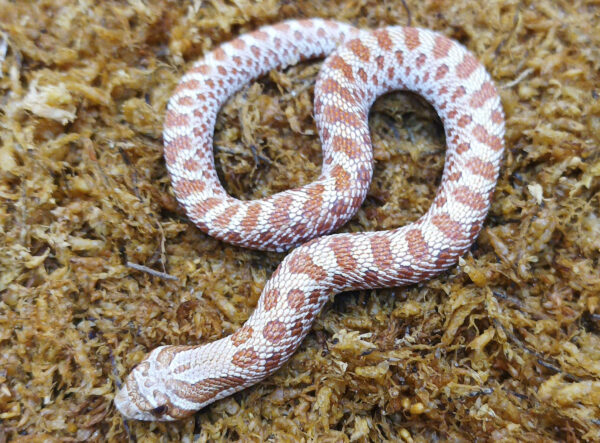 Heterodon nasicus. Serpiente hocico de cerdo_ Toffe _ Hembra ♀ – M24/29