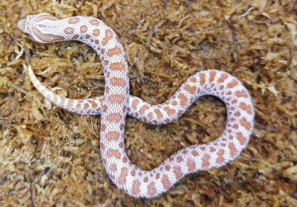 Heterodon nasicus. Serpiente hocico de cerdo_ Toffe _ Hembra ♀ – M24/29