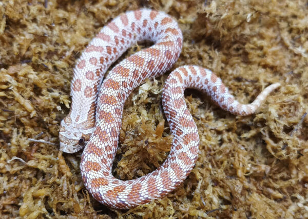 Heterodon nasicus. Serpiente hocico de cerdo_ Toffe _ Hembra ♀ – M24/29