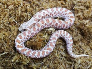 Heterodon nasicus. Serpiente hocico de cerdo_ Toffe _ Hembra ♀ – M24/29