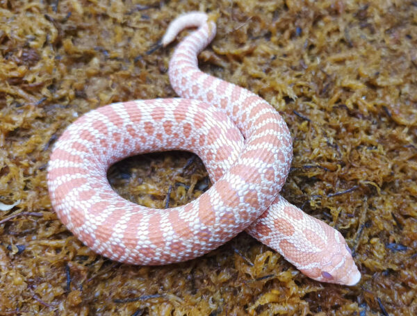 Heterodon nasicus. Serpiente hocico de cerdo_ Albino H. snow _ Macho ♂- R24/08