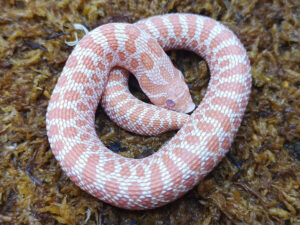 Heterodon nasicus. Serpiente hocico de cerdo_ Albino H. snow _ Macho ♂- R24/08