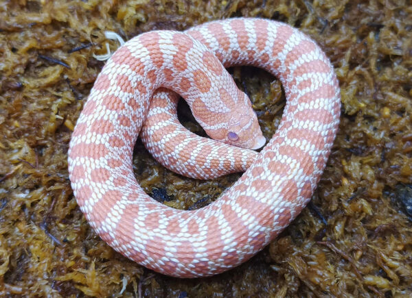 Heterodon nasicus. Serpiente hocico de cerdo_ Albino H. snow _ Macho ♂- R24/08