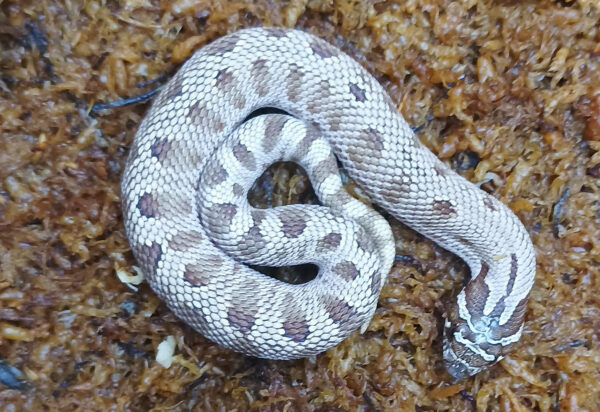 Heterodon nasicus. Serpiente hocico de cerdo_ Conda 66% hetero de toxic _ Hembra ♀ – R24/10