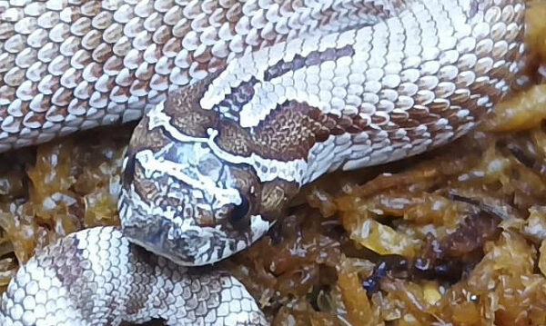 Heterodon nasicus. Serpiente hocico de cerdo_ Conda 66% hetero de toxic _ Hembra ♀ – R24/10