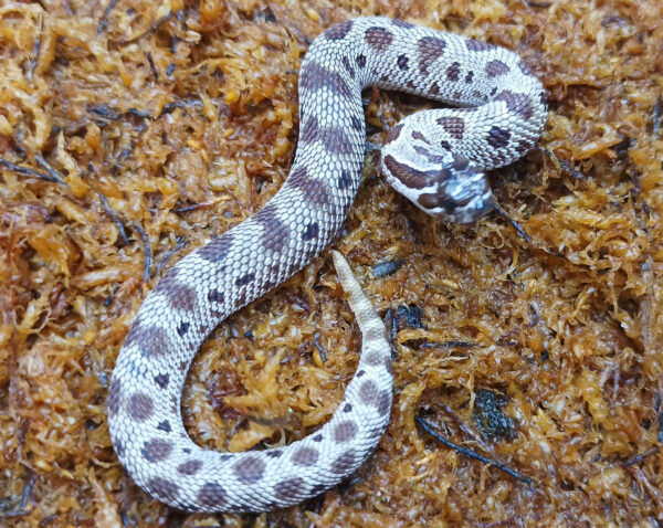 Heterodon nasicus. Serpiente hocico de cerdo_ Conda hetero de toffe _ Hembra ♀ – R24/12