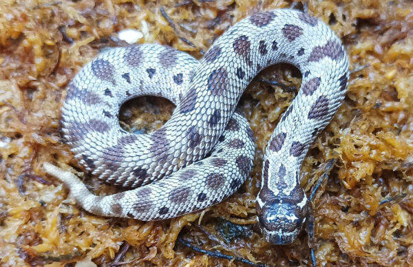 Heterodon nasicus. Serpiente hocico de cerdo_ Conda hetero de toffe _ Hembra ♀ – R24/12