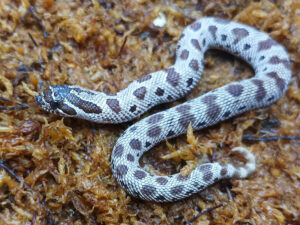 Heterodon nasicus. Serpiente hocico de cerdo_ Conda hetero de toffe _ Hembra ♀ – R24/12