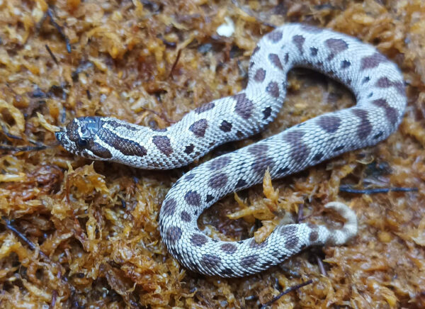 Heterodon nasicus. Serpiente hocico de cerdo_ Conda hetero de toffe _ Hembra ♀ – R24/12