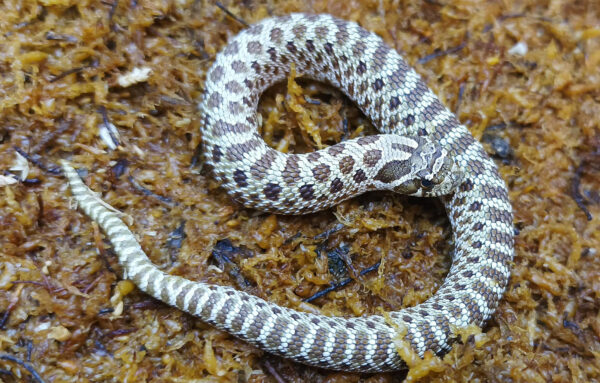 Heterodon nasicus. Serpiente hocico de cerdo_ Nominal 66% H. de axant _ Macho ♂- R24/14