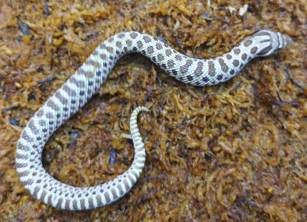 Heterodon nasicus. Serpiente hocico de cerdo_ Nominal 66% H. de axant _ Macho ♂- R24/14