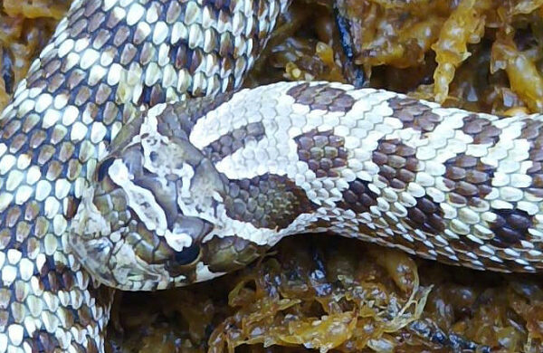 Heterodon nasicus. Serpiente hocico de cerdo_ Nominal 66% H. de axant _ Macho ♂- R24/14