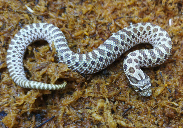 Heterodon nasicus. Serpiente hocico de cerdo_ Nominal 66% H. de axant _ Macho ♂- R24/14